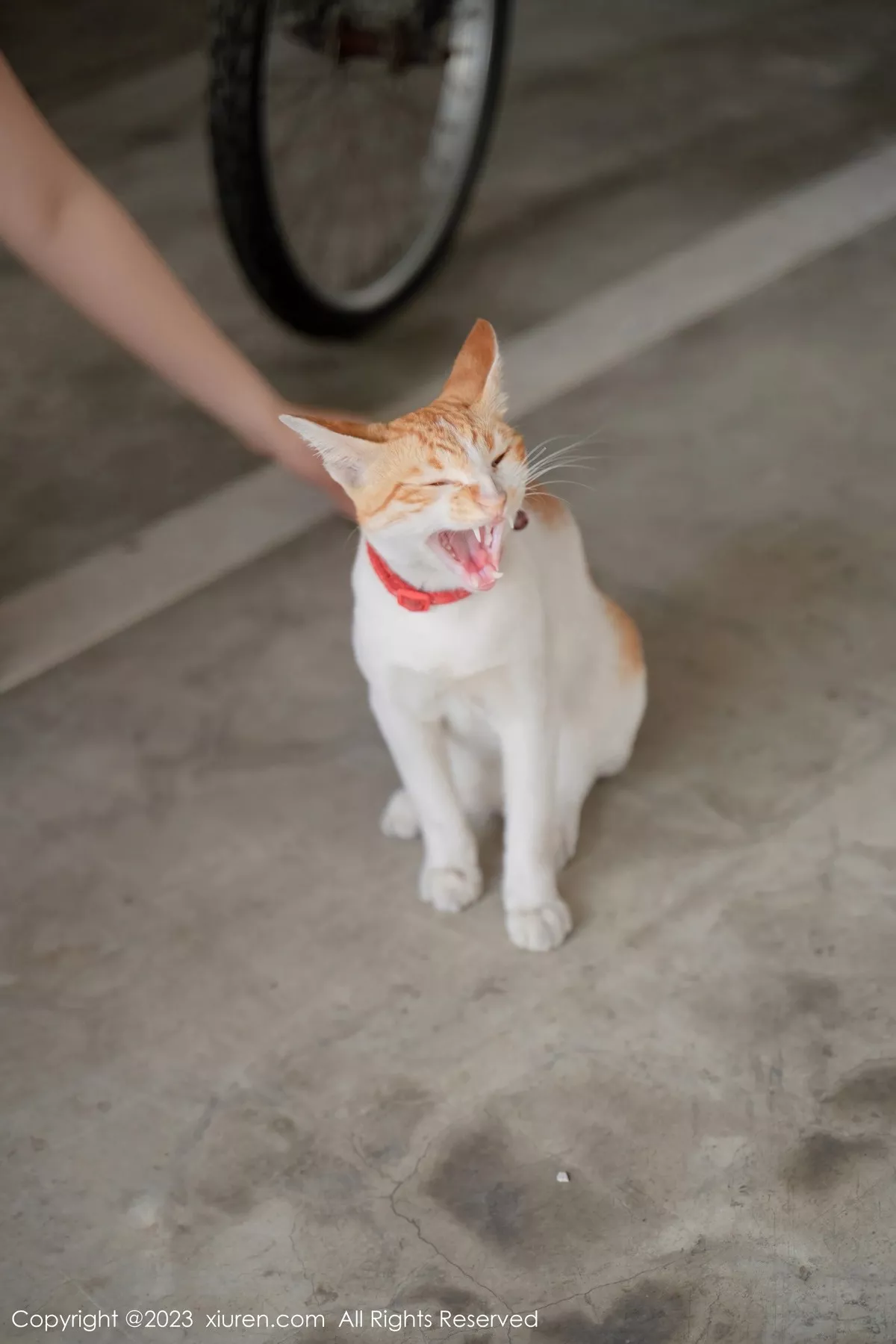 图片[27]-[XiuRen秀人网]第6798期艾希儿写真-秀人资源网