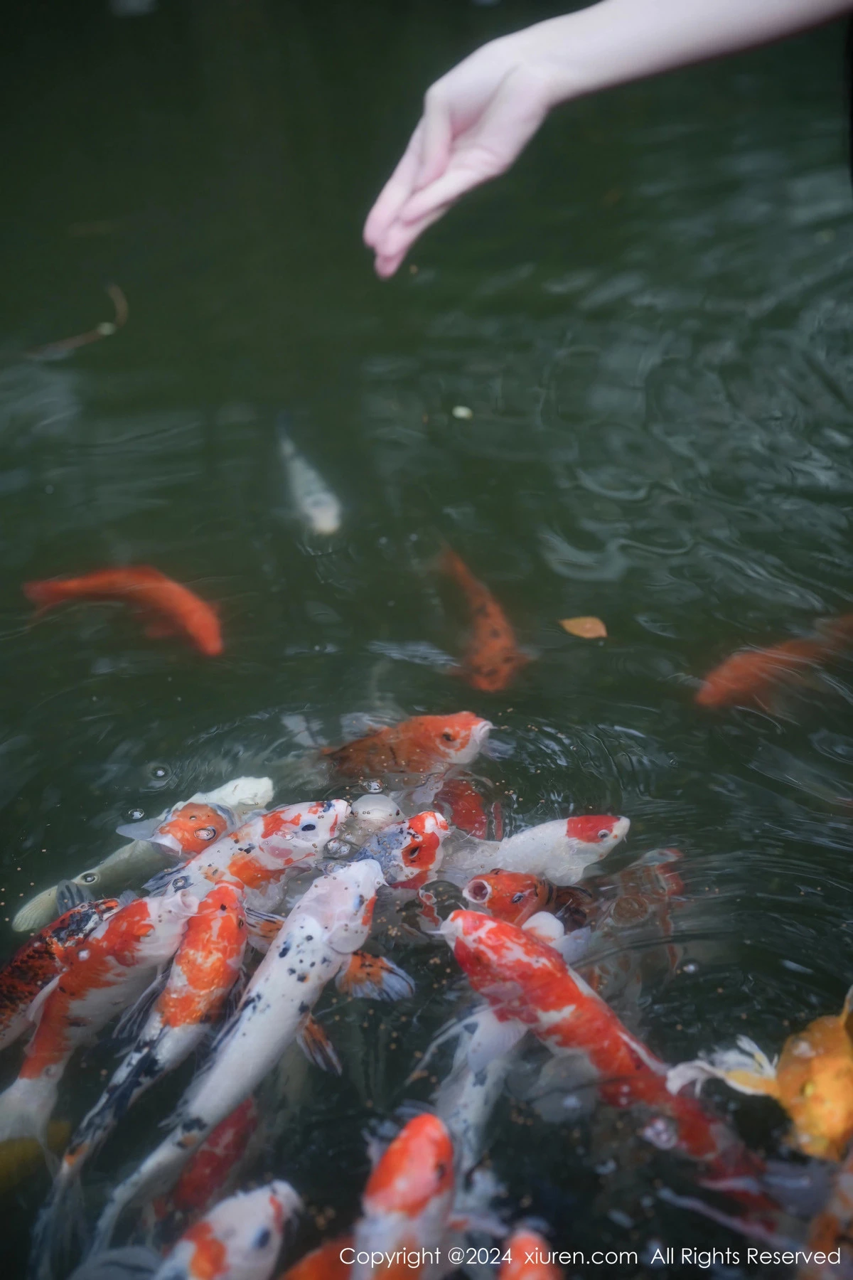 图片[2]-[XiuRen秀人网]第7996期伊雪儿写真-秀人资源网