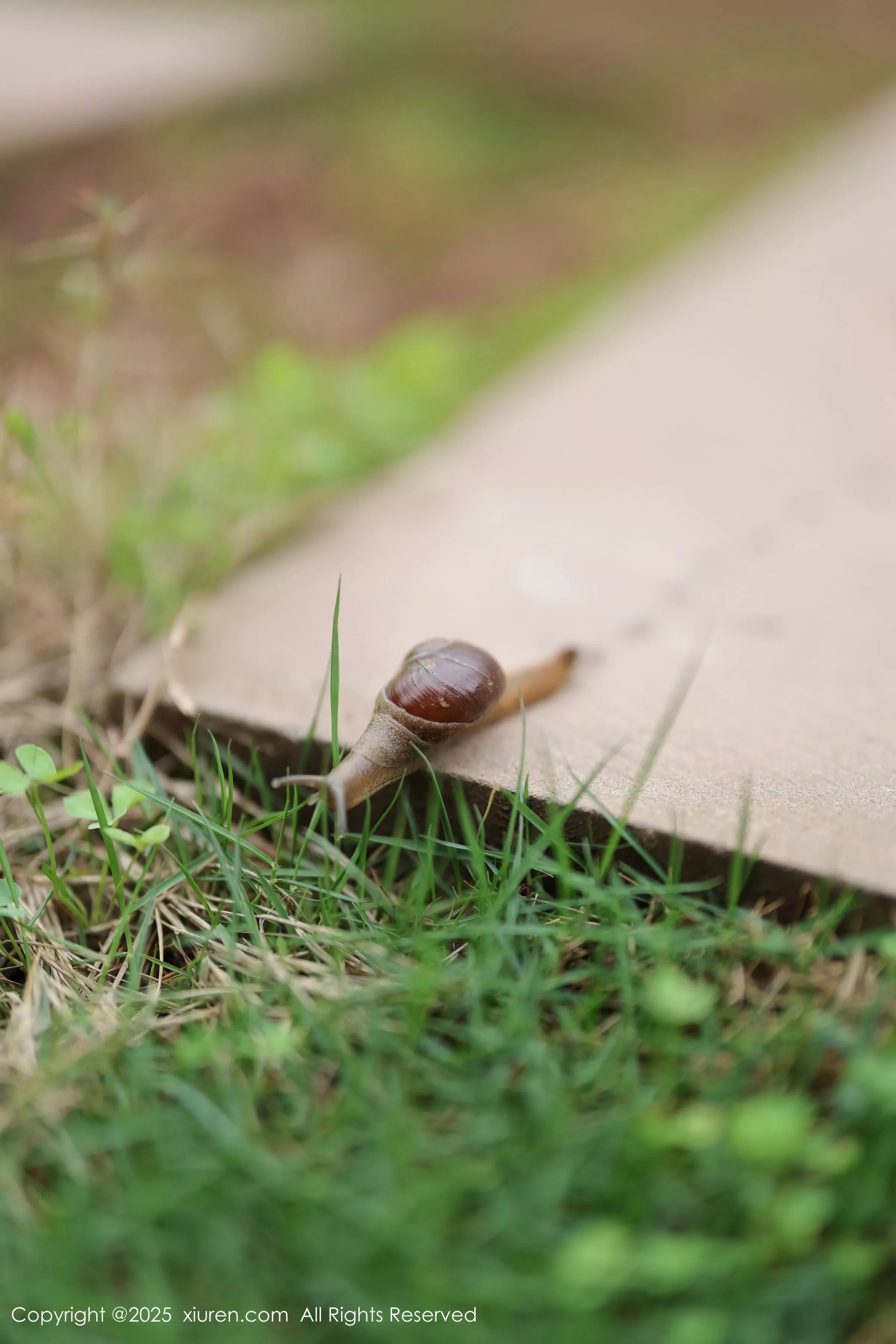 图片[12]-[XiuRen秀人网]第10215期茂木希子写真-秀人资源网