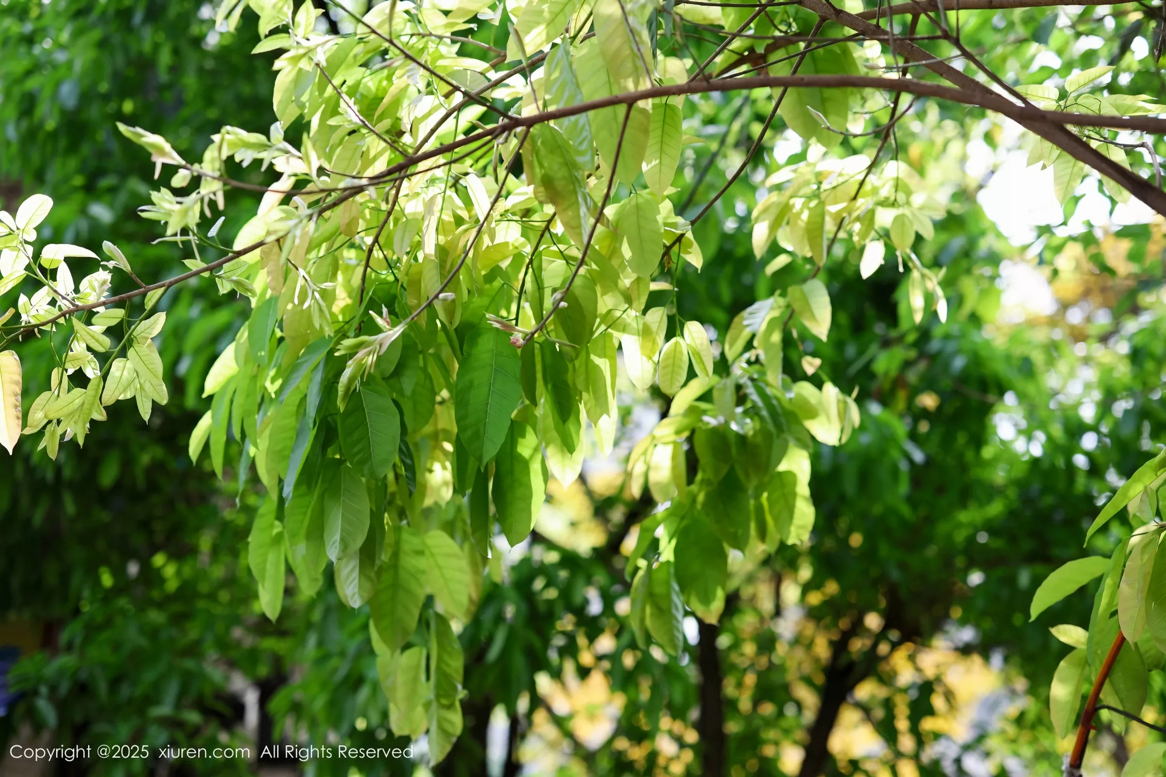 图片[12]-[XiuRen秀人网]第10247期茂木希子写真-秀人资源网