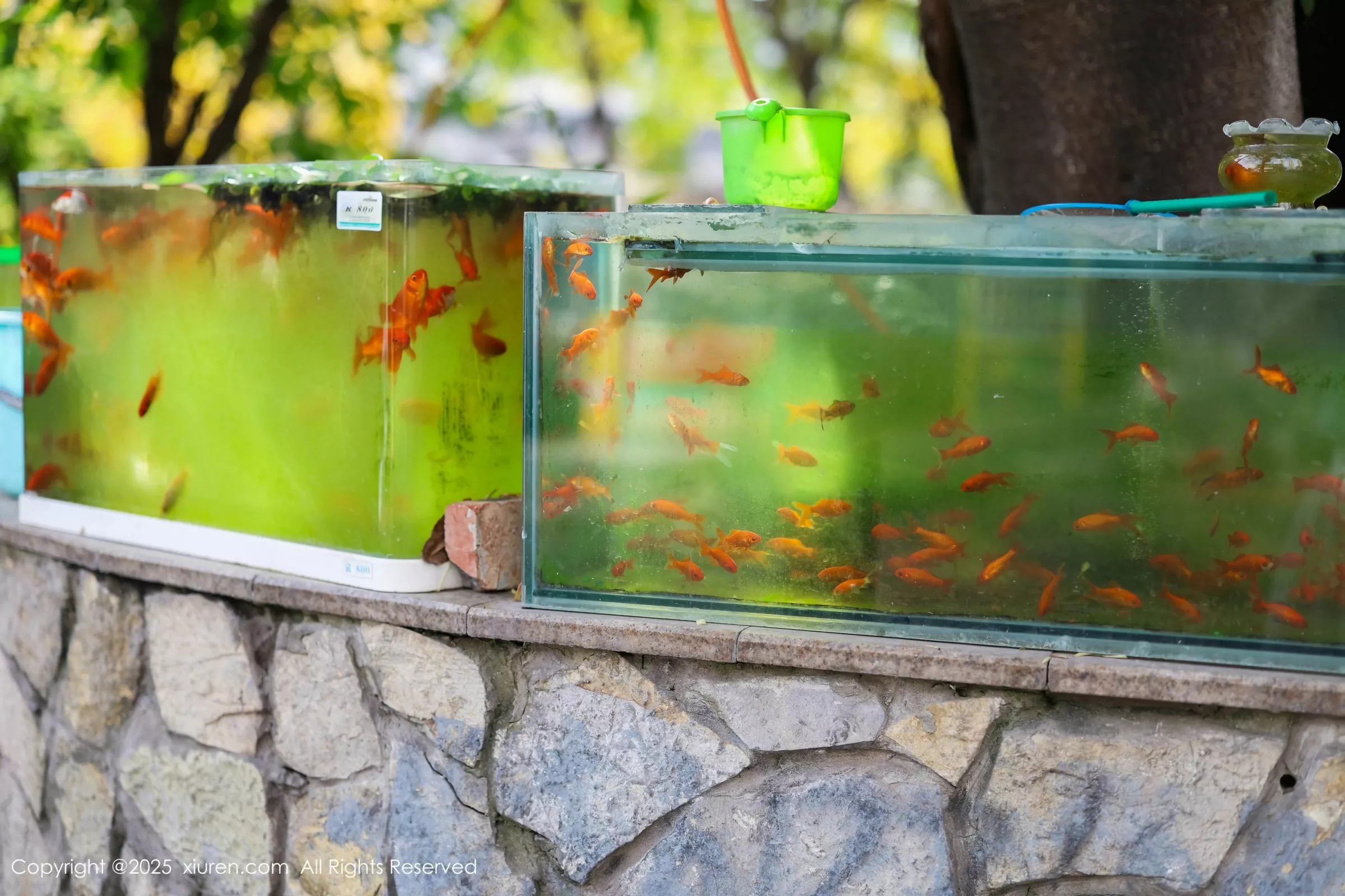 图片[3]-[XiuRen秀人网]第10247期茂木希子写真-秀人资源网